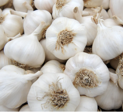 Garlic